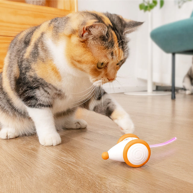 <h1>Hot Cat Summer</h1>