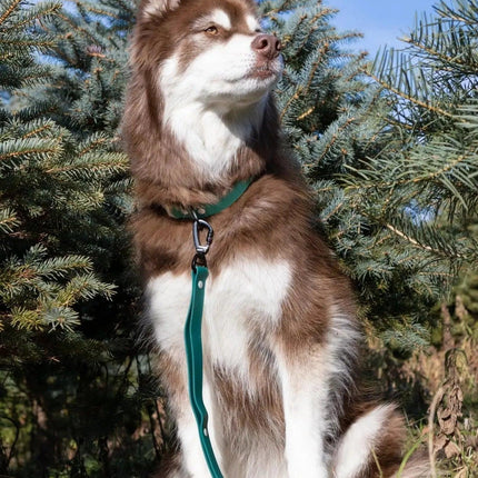 Siberian Spruce Waterproof Dog Collar