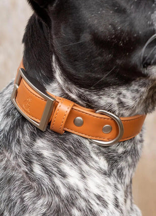 Sierra Sunrise Vegan Leather Dog Collar