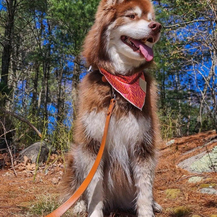 Sierra Sunrise Vegan Leather Dog Leash