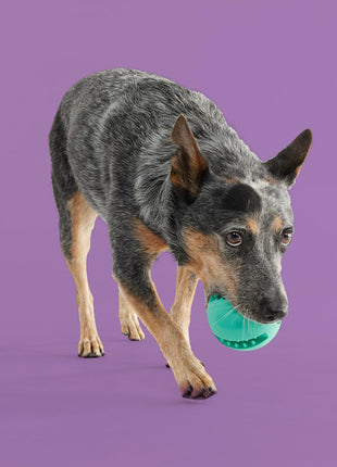 Best Sellers Bundle - Pup List