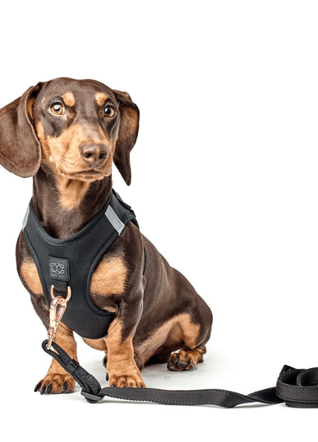 SoHo Dog Harness - Black