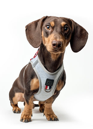 SoHo Dog Harness - Champion