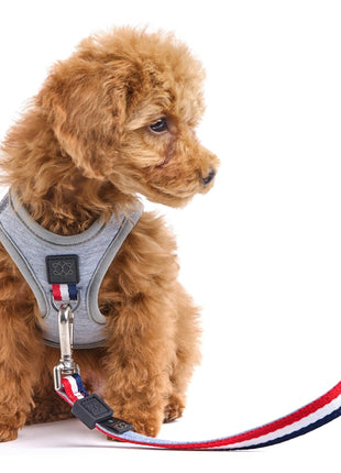 SoHo Dog Harness - Champion