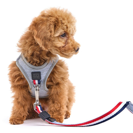 SoHo Dog Harness - Champion
