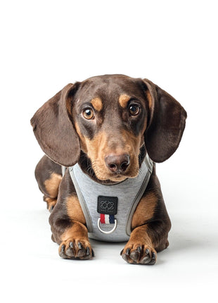 SoHo Dog Harness - Champion