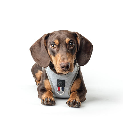 SoHo Dog Harness - Champion
