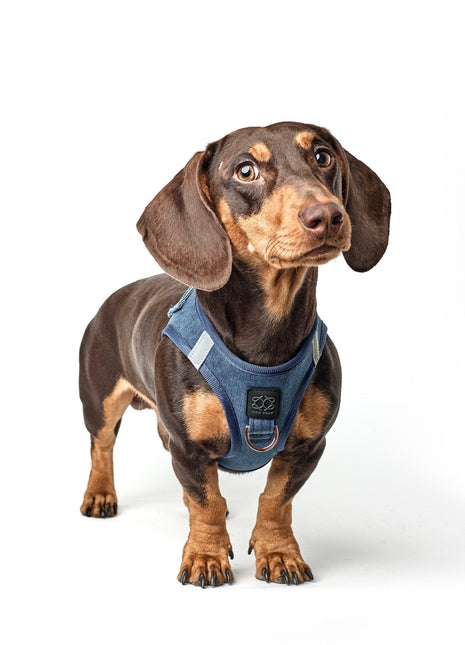 SoHo Dog Harness - Denim