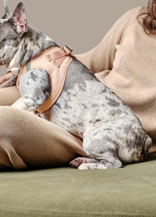 SoHo Dog Harness - Dune