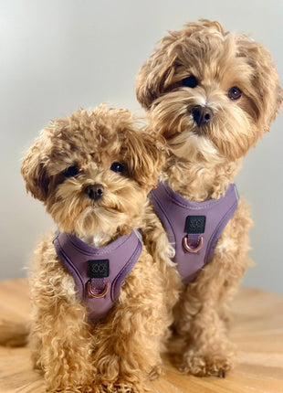 SoHo Dog Harness - Lilac Gray