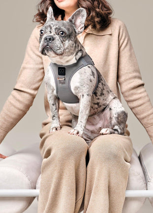 SoHo Dog Harness - Steel