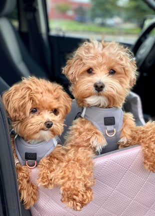 SoHo Dog Harness - Steel