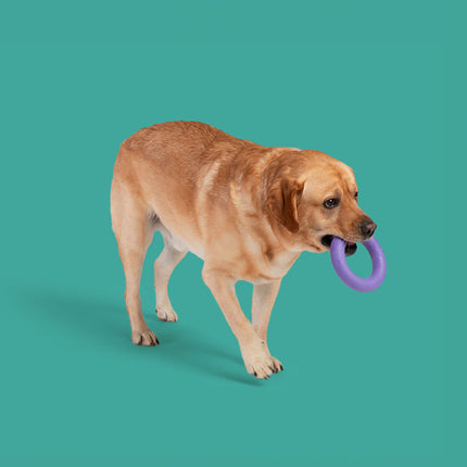 Tug of War Bundle