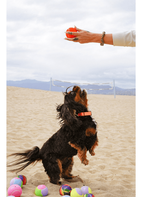 Tennis Ball for Dogs