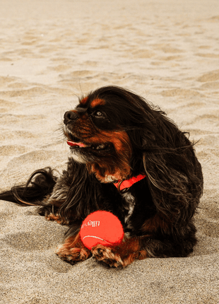 Tennis Ball for Dogs