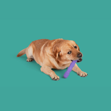 ToothBuddy MAX