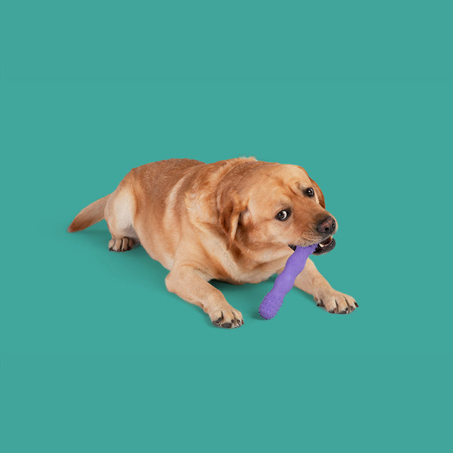 ToothBuddy MAX