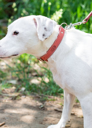 Traditional Style Leather Collar and Leash Set