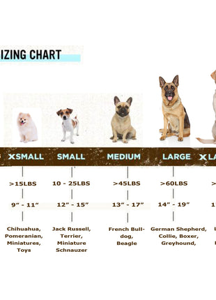 Traditional Style Leather Collar and Leash Set