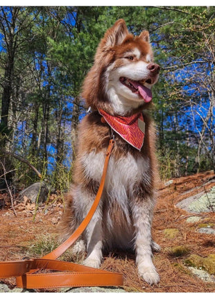 Twilight Trails Bandana