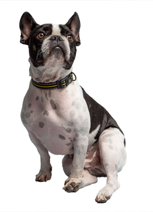 US Army Dog Collar - Dark Camo