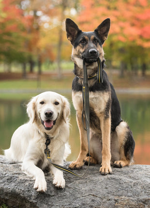 US Army Dog Leash - Dark Camo