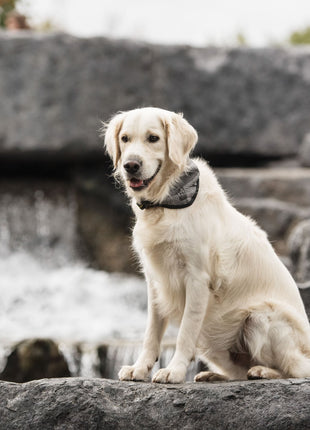 US Army Dog Cooling Bandana - Grey