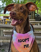 Adopt Me Tie Dye Dog Bandana Best Seller