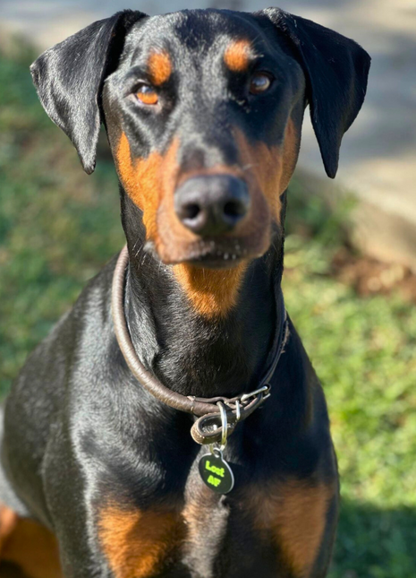 PetHub QR ID Pet Tag - Lost AF