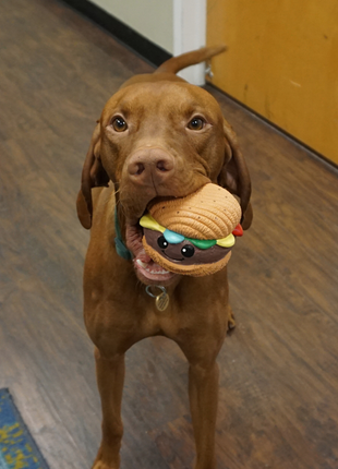 Big Buns Foodies Hamburger Ruff-Tex® Latex Ball Dog Toy - Pup List