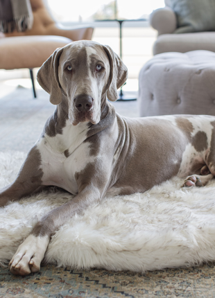 PupRug by Paw.com® Faux Fur Orthopedic Dog Bed - Curve White with Brown Accents