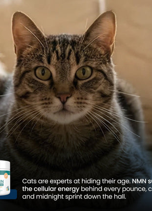PET NMN Longevity Chews for Cats
