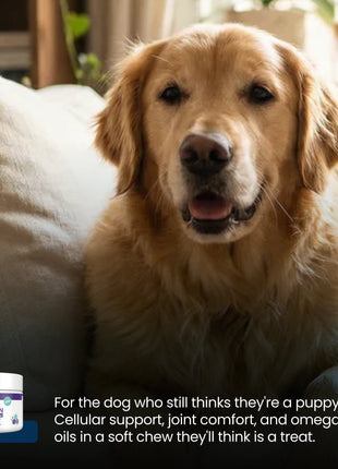 PET NMN Longevity Chews for Dogs
