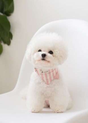 Nooee Pet Collar Daisy