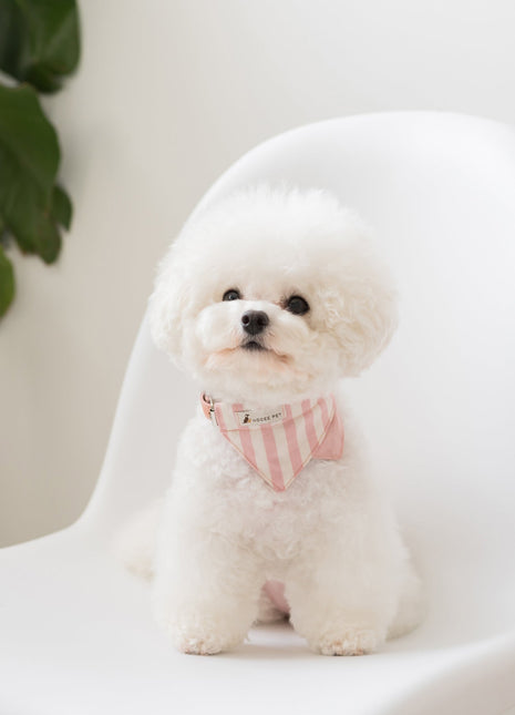 Nooee Pet Collar Daisy