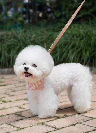 Nooee Pet Collar Daisy