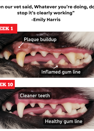 12 Inch Monster Bully Stick