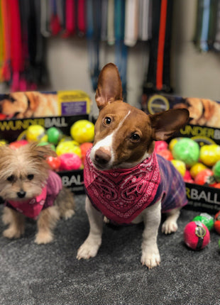 WUNDERBALL - Best Fetch Toy