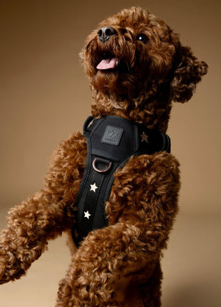 The NoMad Adjustable Luxe Harness - Rockstar