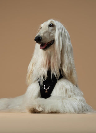 The NoMad Adjustable Luxe Harness - Rockstar