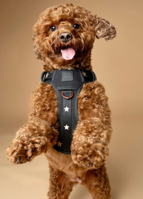 The NoMad Adjustable Luxe Harness - Rockstar