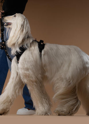 The NoMad Adjustable Luxe Harness - Rockstar