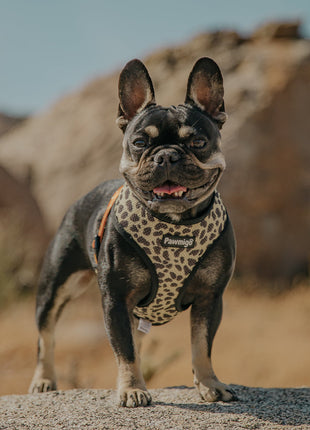 Wild Thing Reversible Harness - Pup List