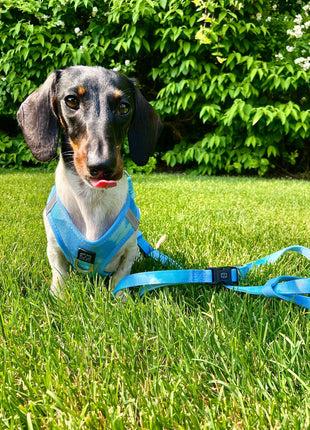 3-in-1 City Dog Leash - Ocean