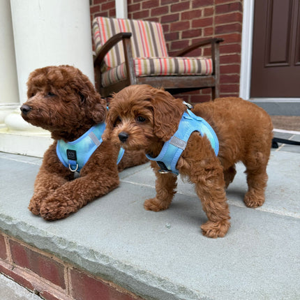 Summer AIR Harness - Ocean