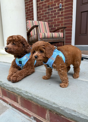 Summer AIR Harness - Ocean