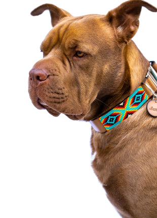 Bahamas dog collar (quick release)