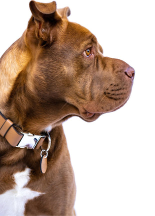 Bahamas dog collar (quick release)