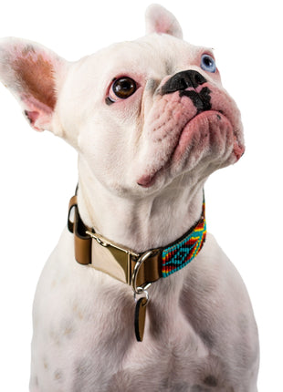 Bahamas dog collar (quick release)