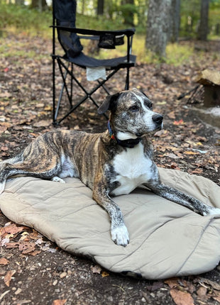 Bed 'n a Bag Travel Dog Bed